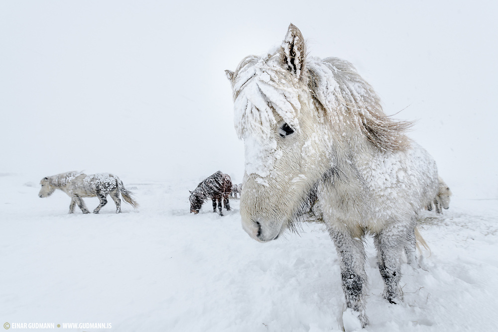 Shooting horses in a snowstorm - Photography in Iceland